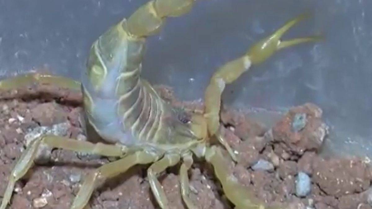 Türkiye, Avrupa'ya 'akrep serumu' ihraç edecek