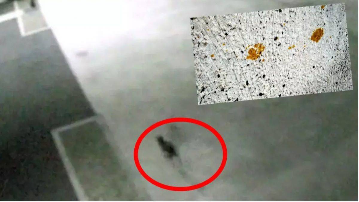 Japonya bu kedi için diken üstünde! 'Yaklaşmayın' uyarısı yapıldı