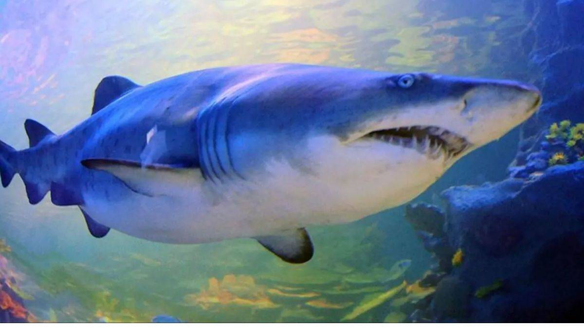 Bilim insanları duyurdu... Deniz yüzeyindeki sıcaklıklar boğa köpek balığına etkisi!