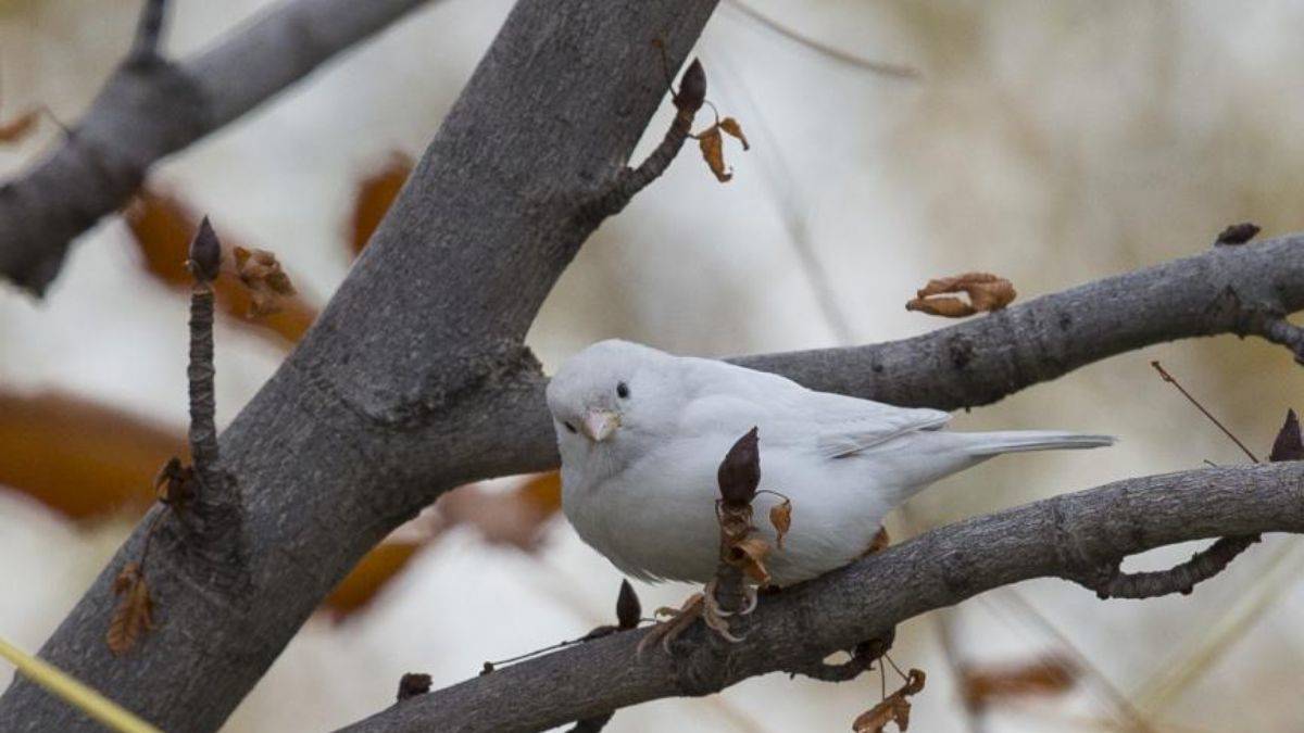 Pakistan'da serçeler için sayım kararı