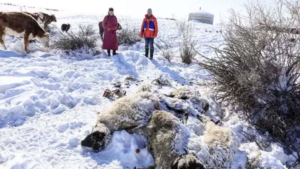 Son 50 yılın en sert kışı; yaklaşık 5 milyon hayvan öldü