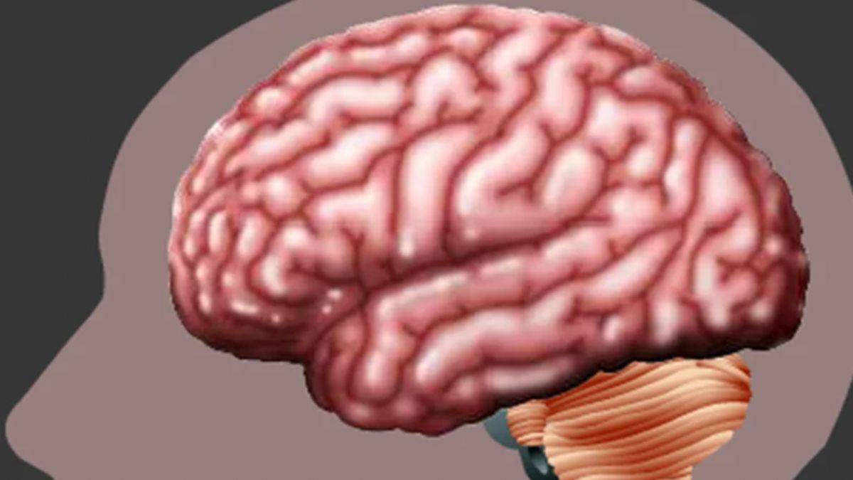 İnsan beyni nesilden nesile büyüyor