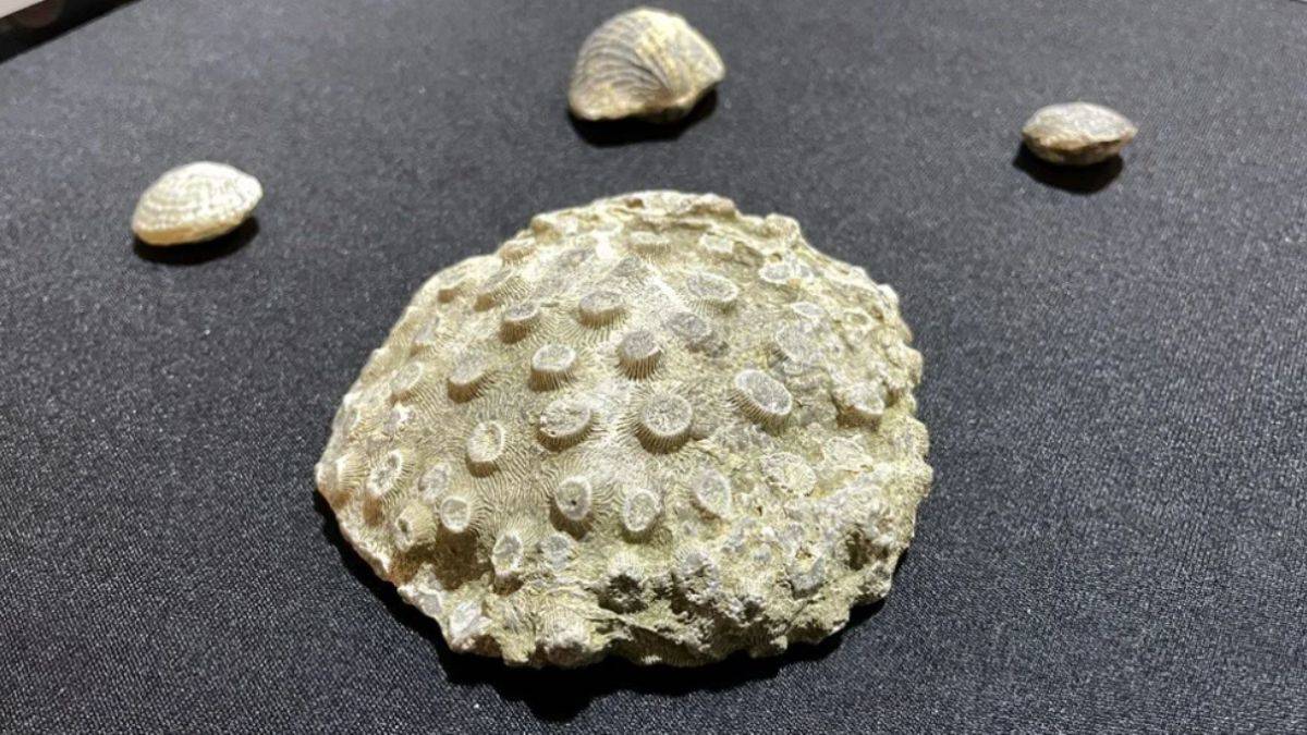 Evinde 10 milyon yıl öncesine ait fosil bulundu