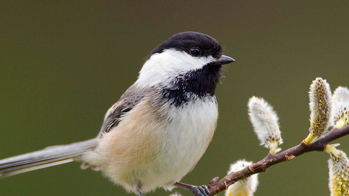 Bülbüllerin sakladıkları zulalara 'dönüş yolu' şaşırttı