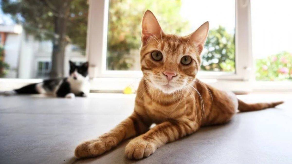 Fransız çifte hayvan besleme yasağı