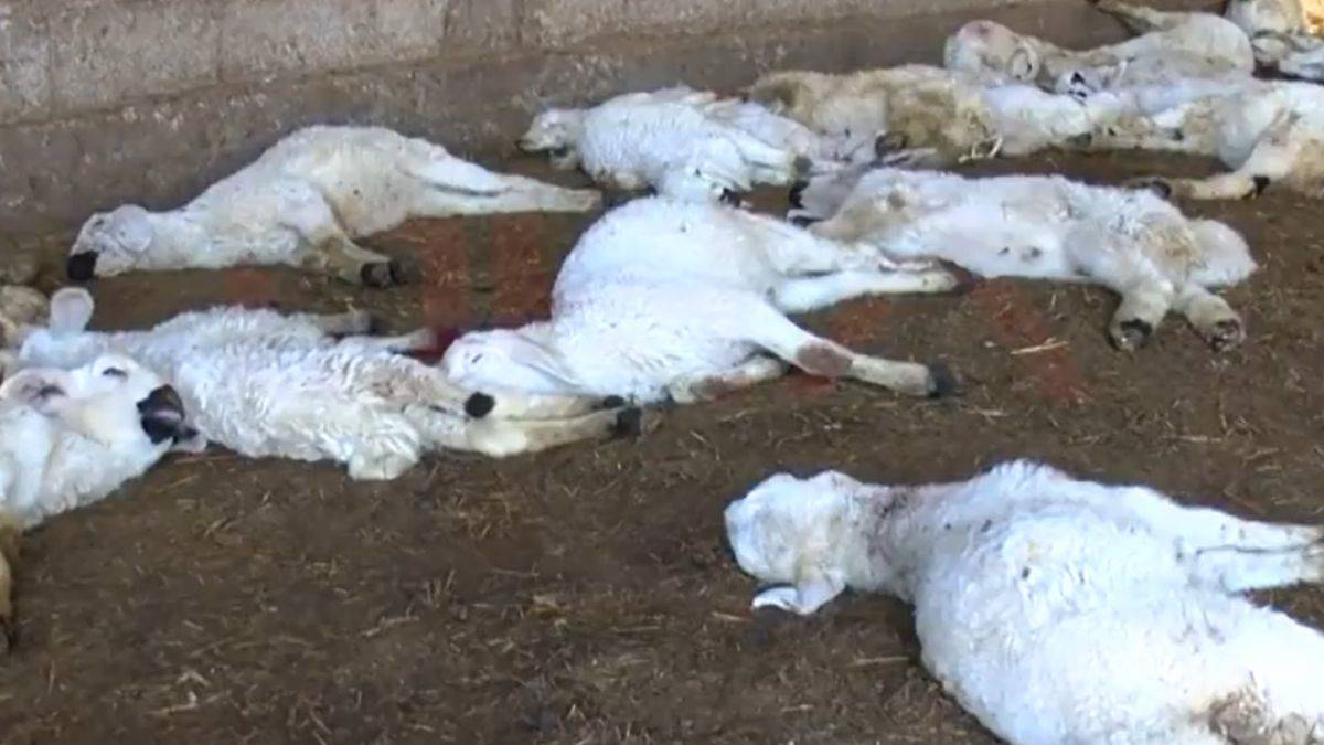 Kredi ile aldığı kuzuları başıboş köpekler öldürdü