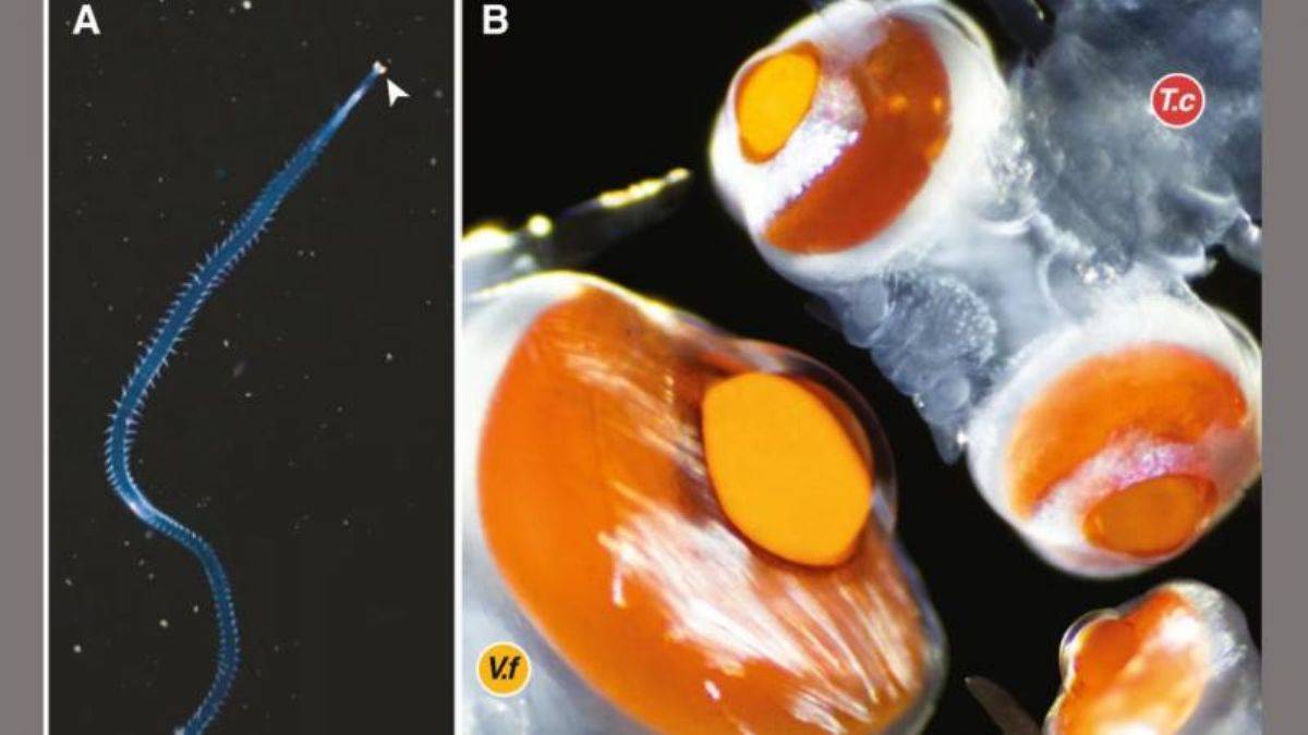 Gözleri başından 20 kat büyük canlı keşfedildi