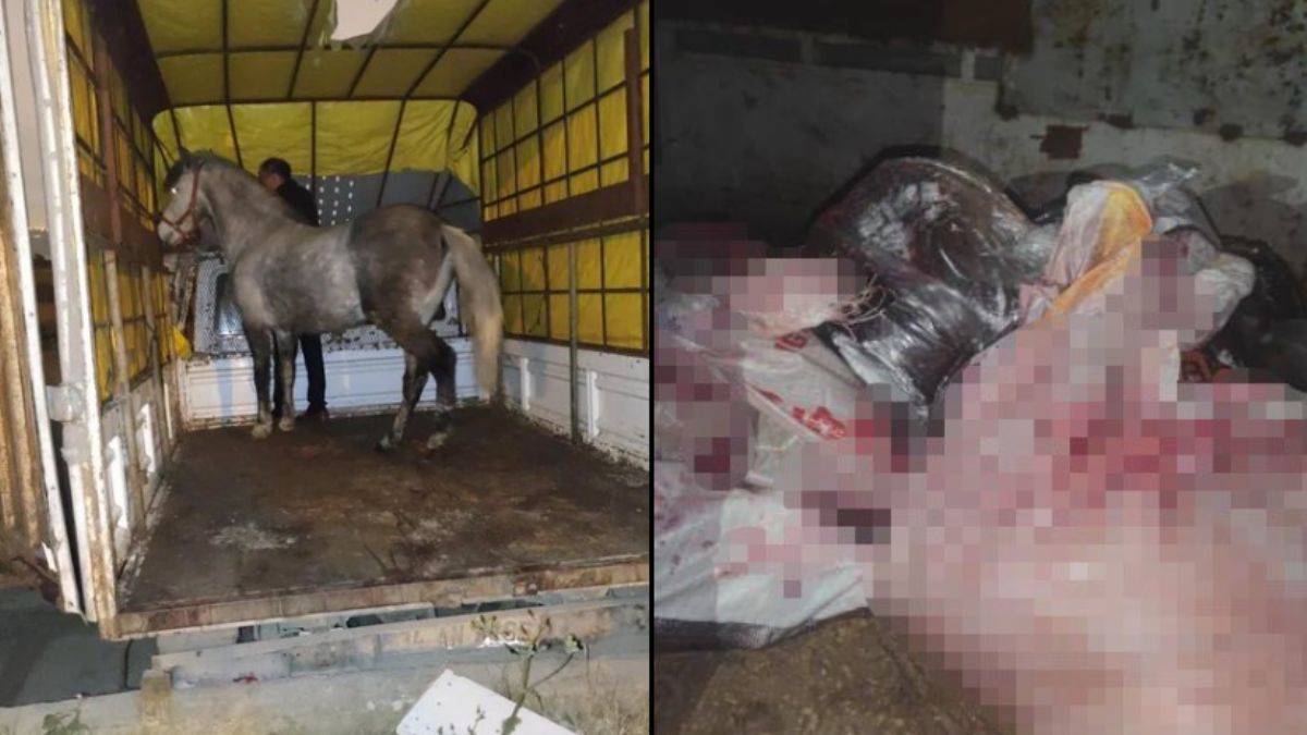 Gecekonduda at kesenler yakalandı