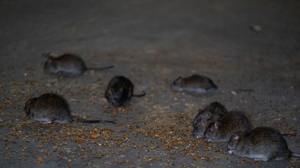 New York'a 3,5 milyon dolarlık fare fonu