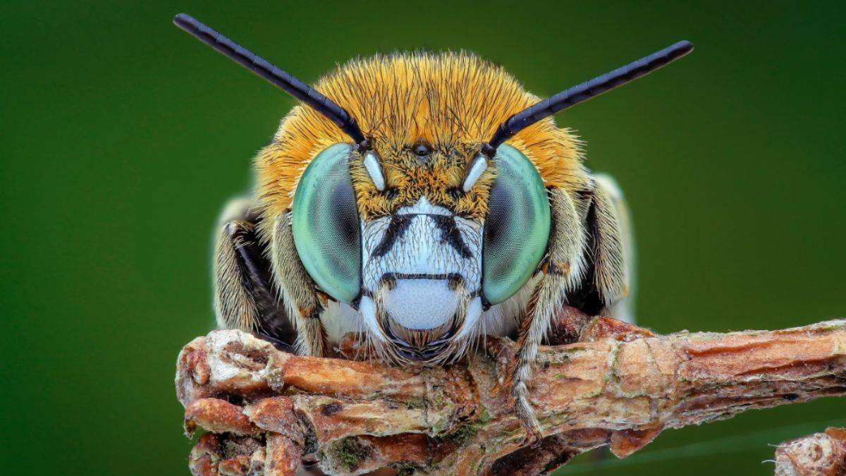 40 bilim adamı imzaladı! 'Böceklerin de bilinci var'