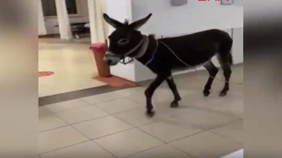 'Gözaltına alınan' eşek acil servise kaçtı