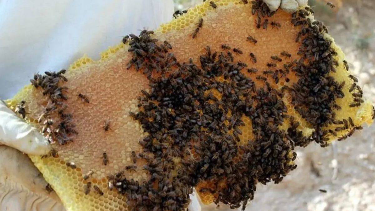 Arı sütü ve poleni gibi ürünlerde yeni dönem