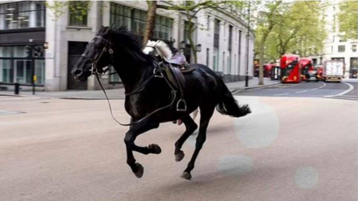 İngiliz Süvari Birliği'nden atlar kaçtı