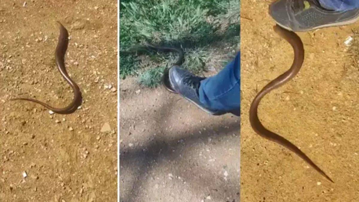 İstanbul'da görüldü! Yılan değil, kertenkele