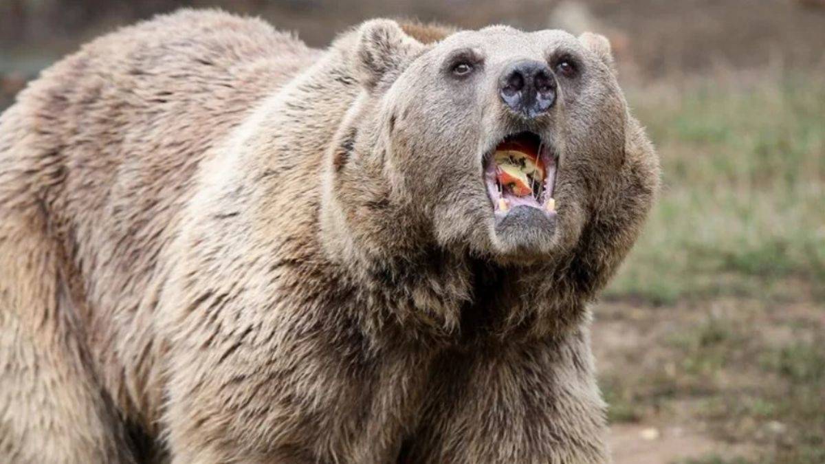 Yapay zekalı ayı uyarı sistemi