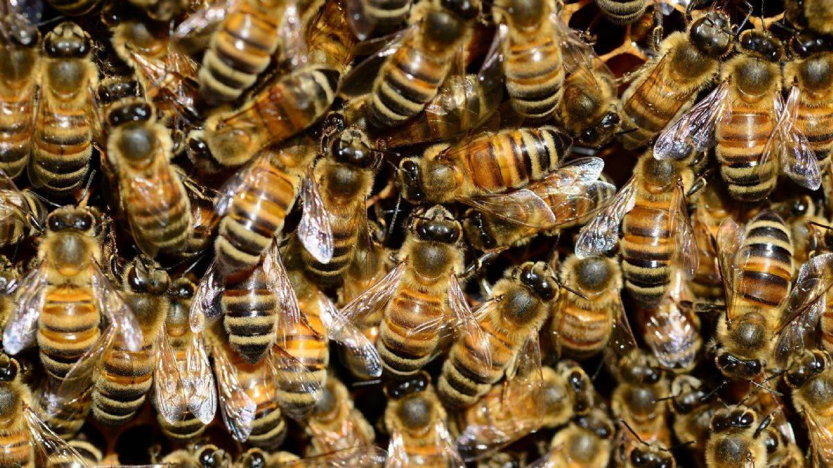 'Canavar gördüm' dedi, odasından 60 binden fazla arı çıktı