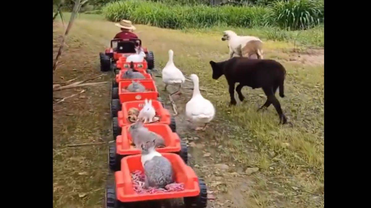 Bu kadarı ancak sirkte olur, çocuk tek başına gösterdi