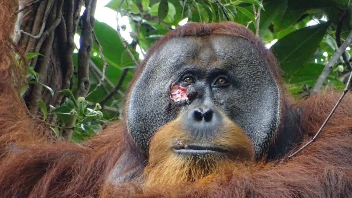 Dünyada ilk kez görüldü: Orangutan, şifalı bitki ile yarasını tedavi etti