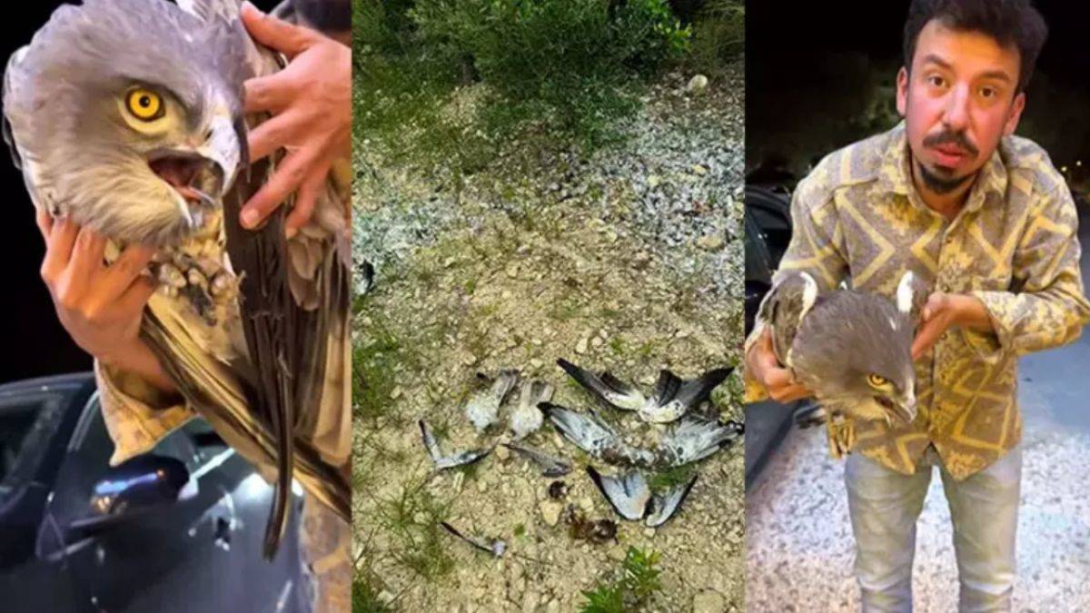 Hatay'da vahşet: Kartal kalbi yemek için vuruyorlar