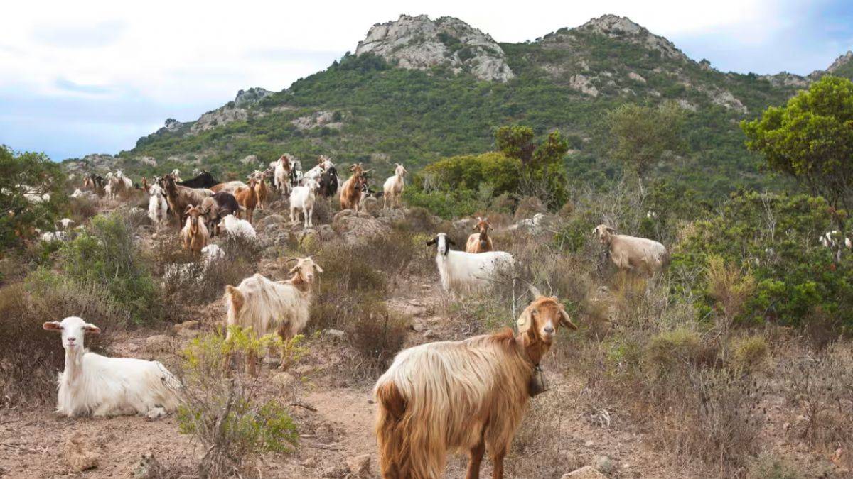 'Keçileri sahiplenme' çağrısı yaptı, tüm dünyadan talep yağdı