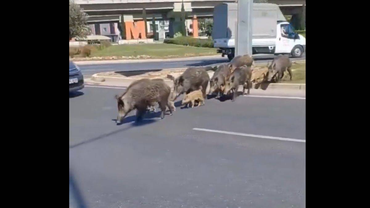 İzmir'de başıboş domuz sürüsü!