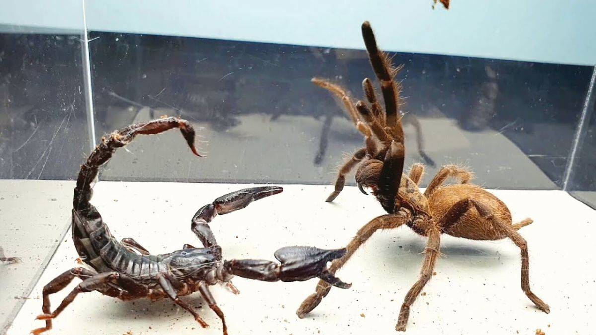 Litresi 10 milyon dolar! Binlerce akrep, örümcek, tarantula ele geçirildi
