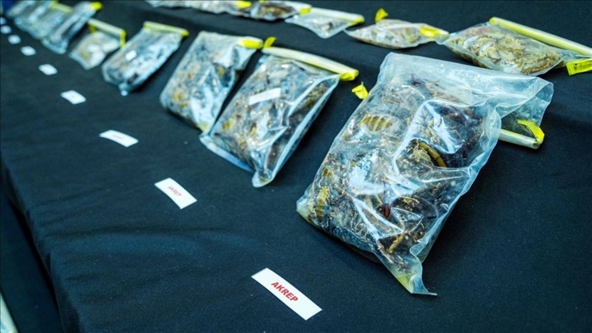 Bakanlıktan Amerikalı kaçakçı müze müdürü hakkında açıklama