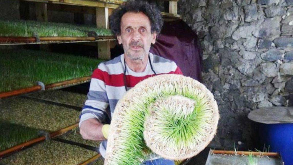 Kurduğu sistemle topraksız yem üretiyor