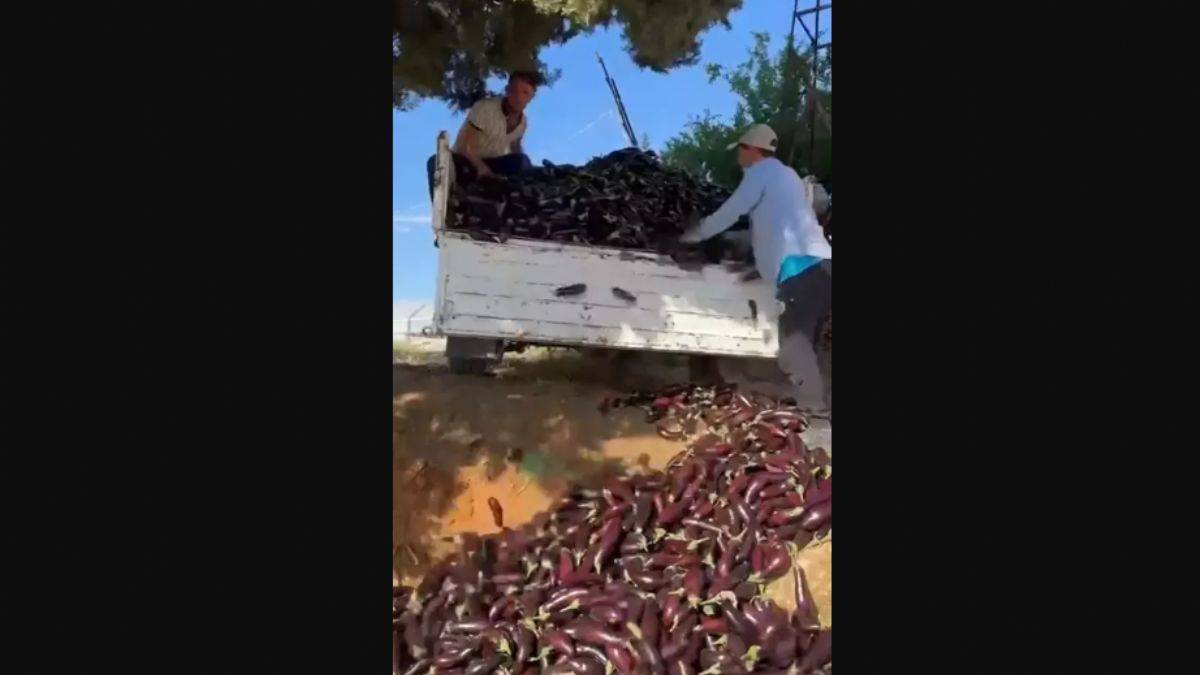 'Çiftçi zor durumda...' Ürettiği patlıcanı çöpe döktü!
