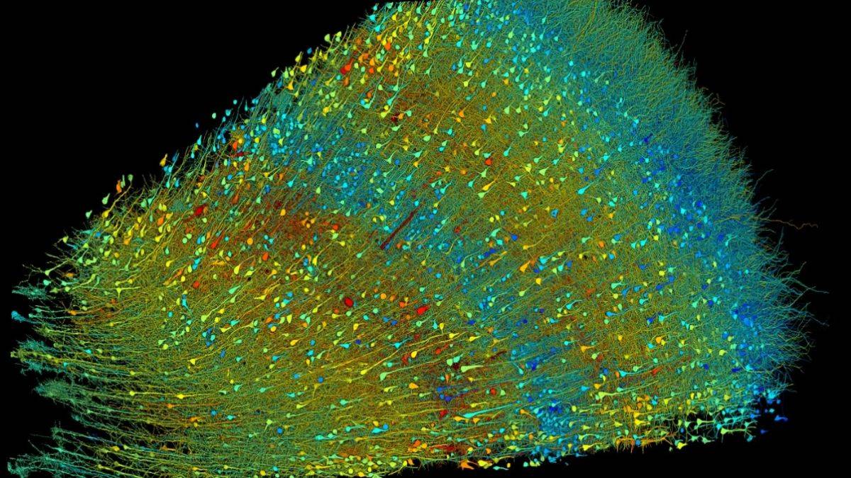 İnsan beynine yakından bakıldığında çok sayıda 'bulmaca' çıktı