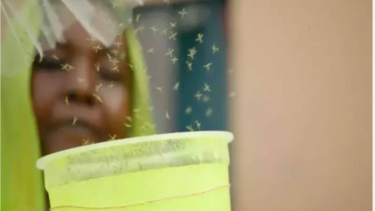 Genetiği değiştirilmiş sivrisinekleri doğaya saldılar