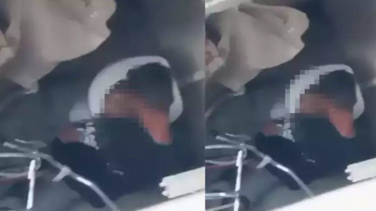 Tavuğa cinsel istismar! Haluk Levent'ten çağrı