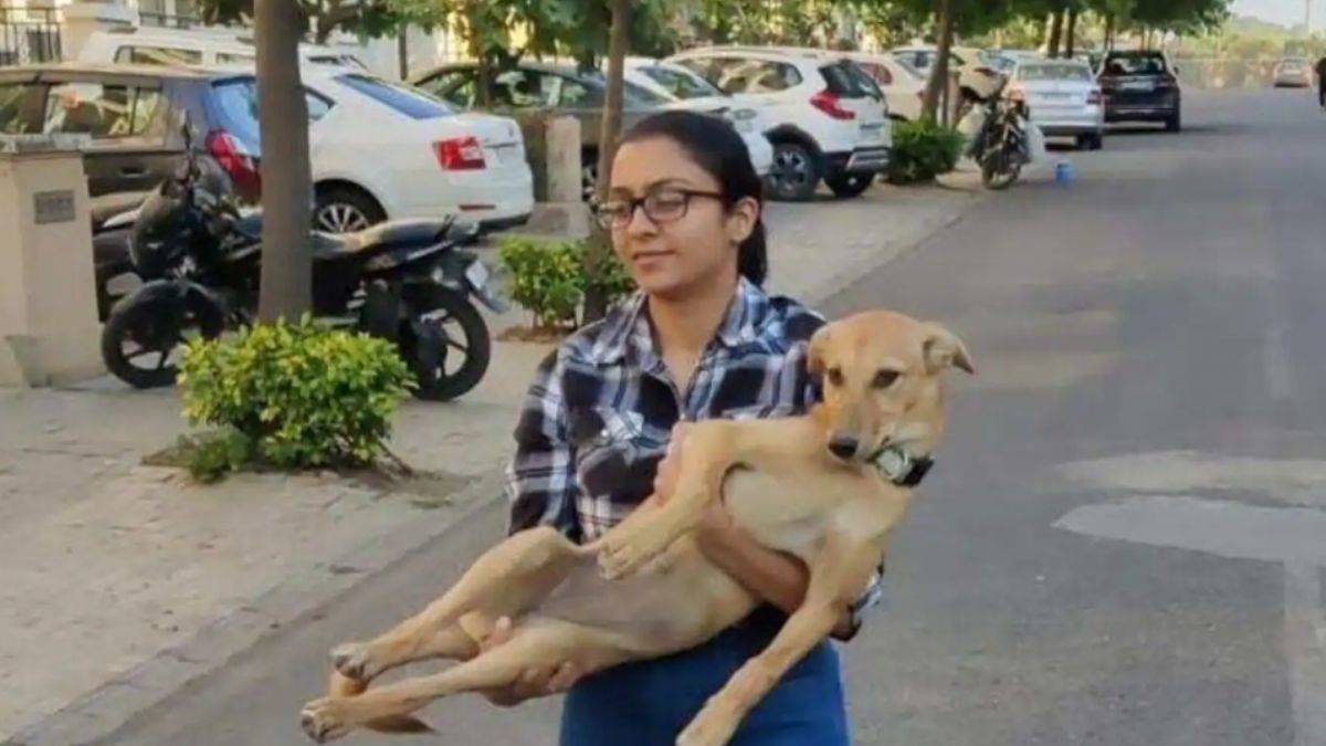 İspanya başıboş köpek sorununu nasıl çözdü?