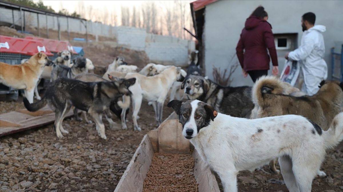 Başıboş köpeklerle ilgili karar... Erdoğan açıkladı