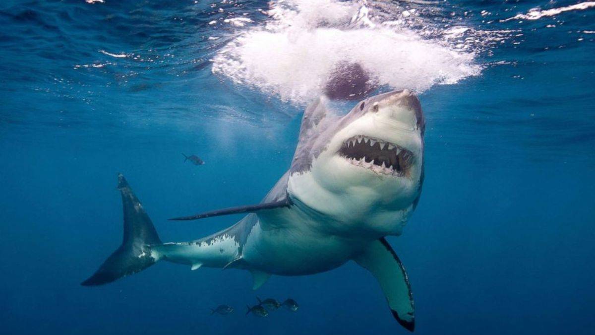 ABD, köpekbalığı saldırısı vakalarında birinci