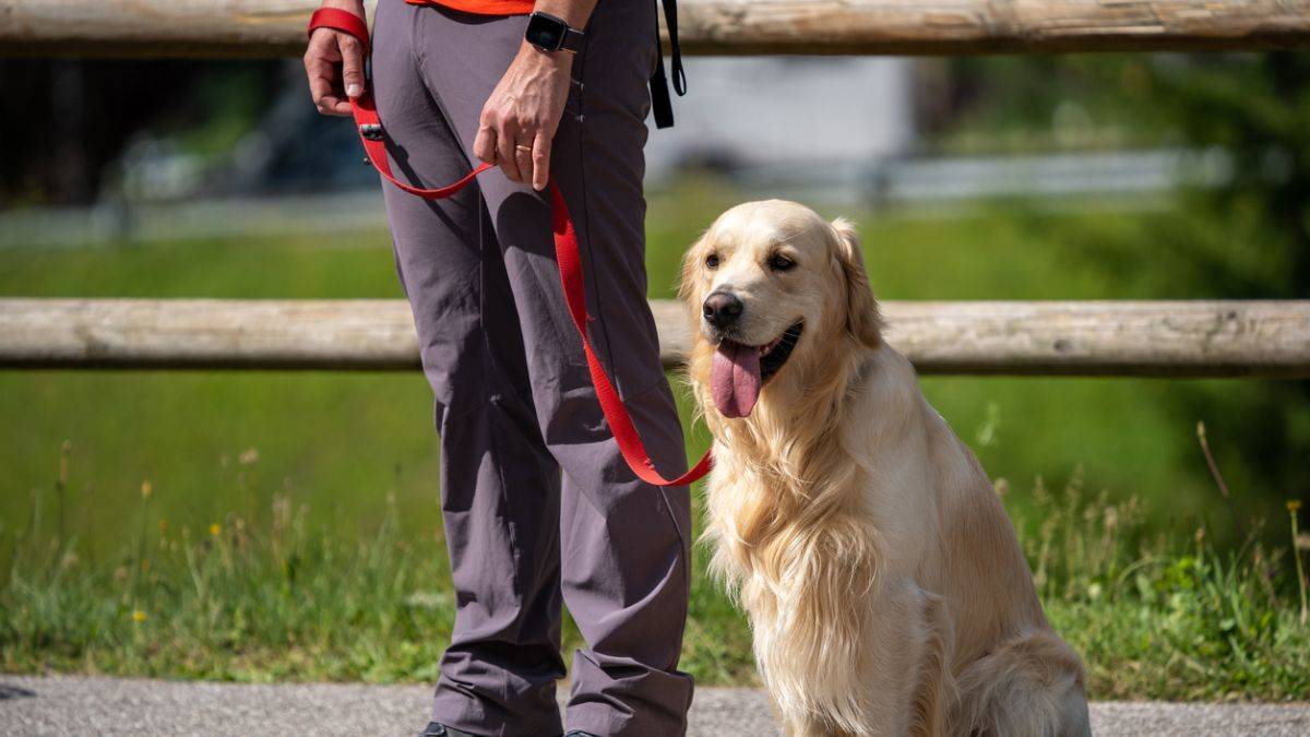 Kanada, köpek sahiplerini affetmiyor