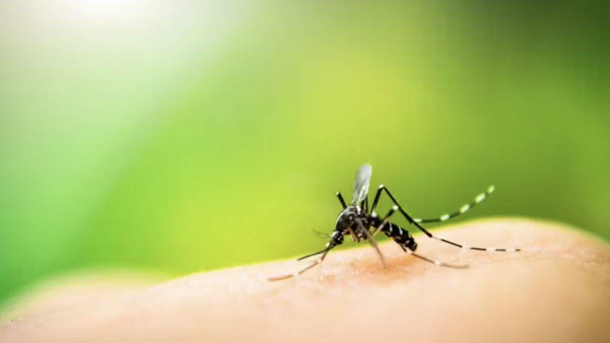 Sivrisinek kovucu 6 doğal yöntem