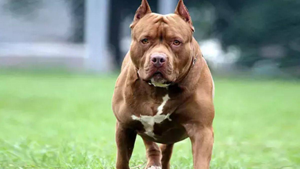 Hayvan sever kafası: 'O tasmayı sana takarım'