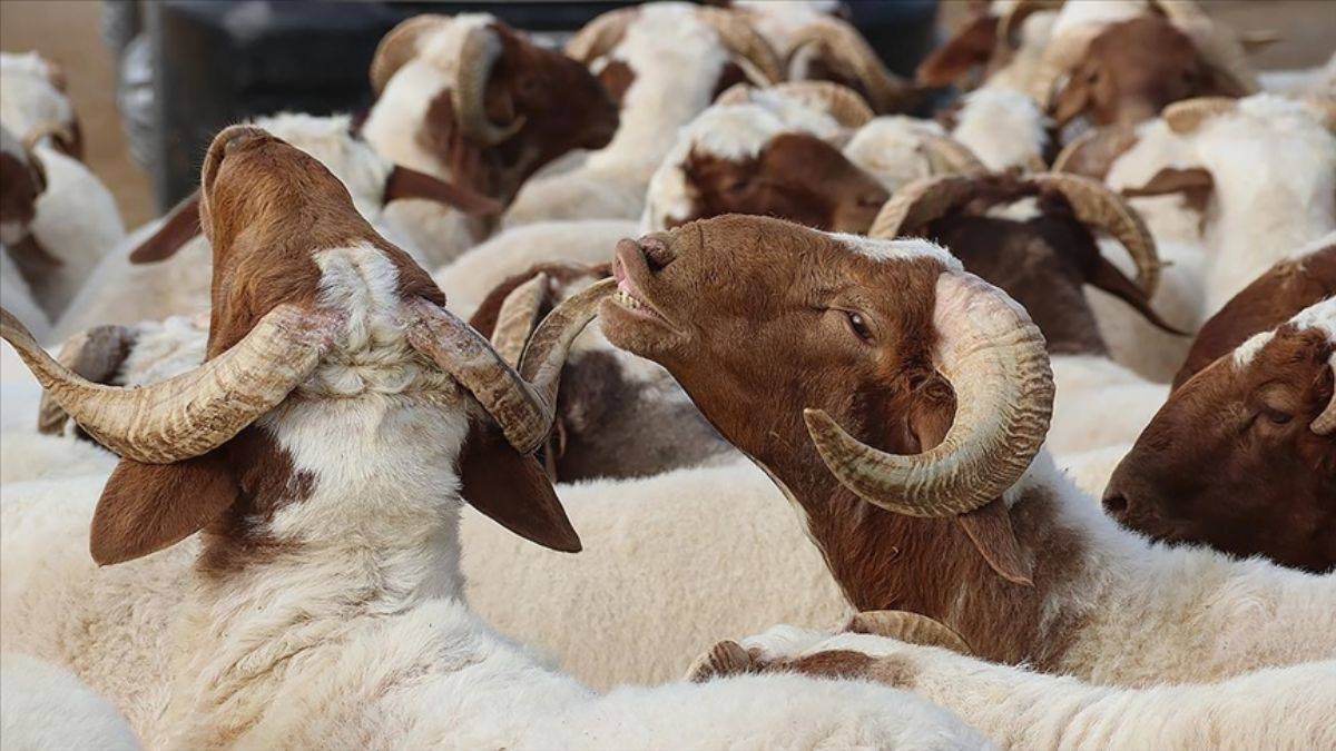 10 soruda kurbanla ilgili merak edilenler