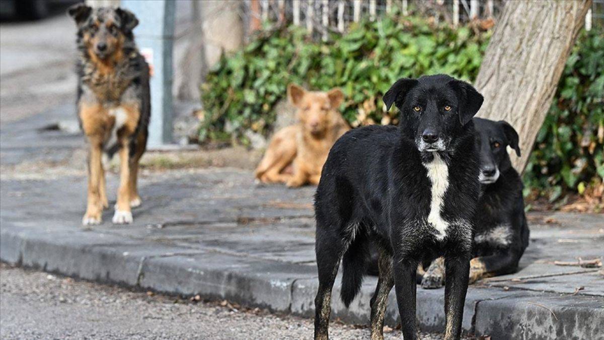Alman uzmandan başıboş köpeklerle ilgili çözüm