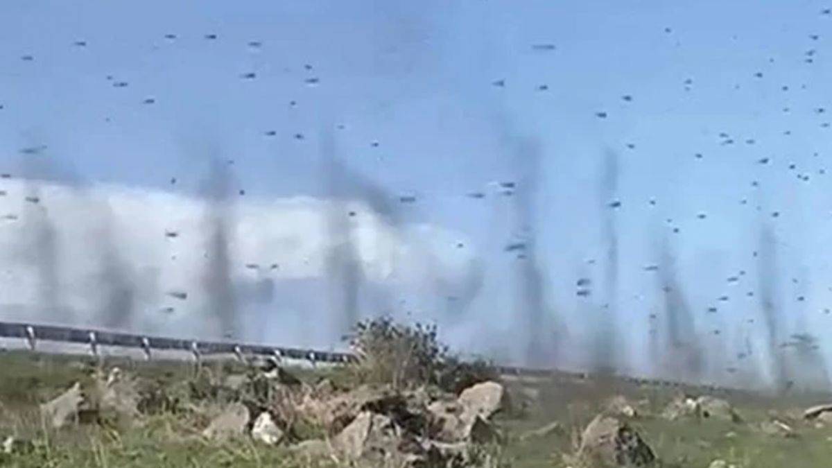 Çıldır Gölü'nde sinek istilası