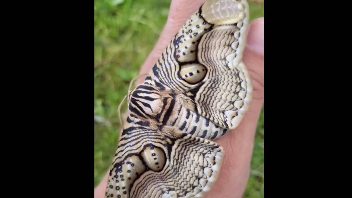 Kelebeklerin kanatlarındaki sır