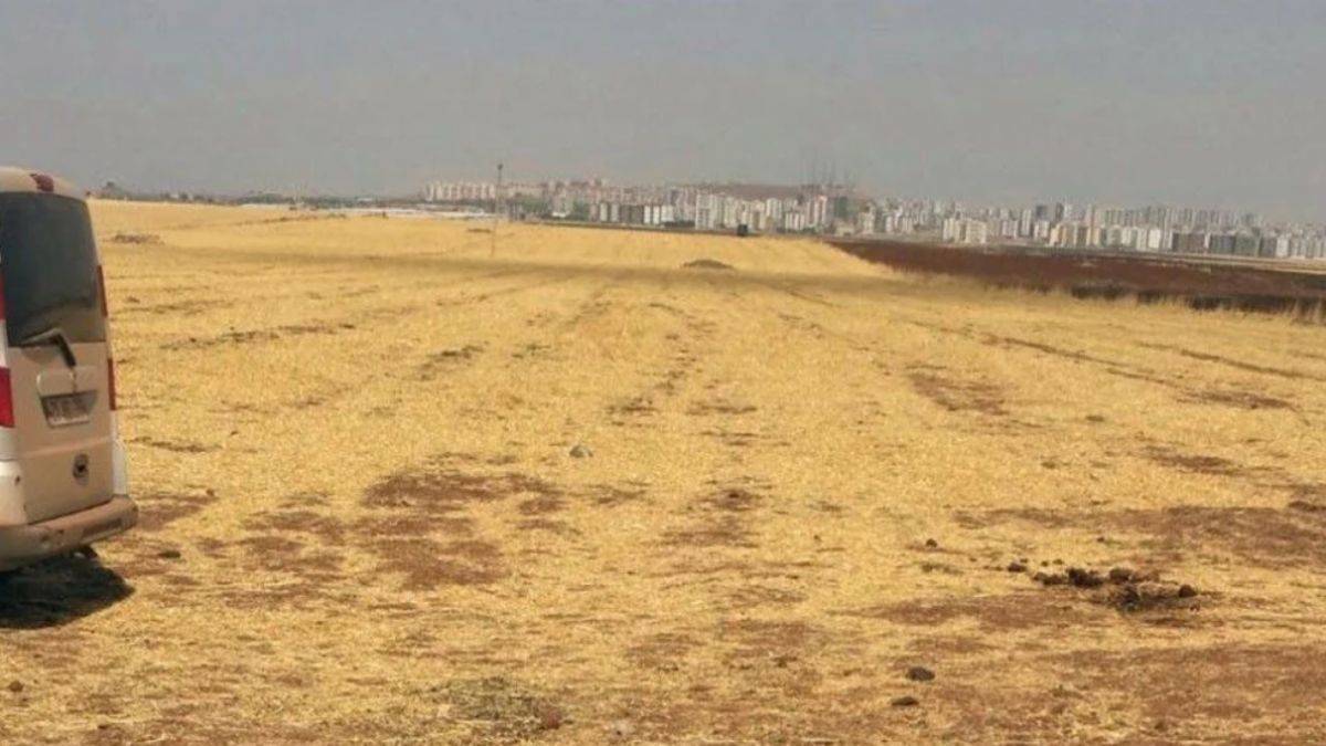 12 kardeşin arazi savaşı: 4 kişi cinayet kurbanı oldu!