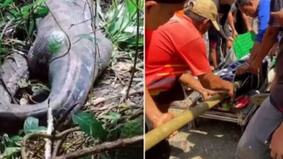 Endonezya'da yaklaşık 5 metrelik piton bir kişiyi yuttu