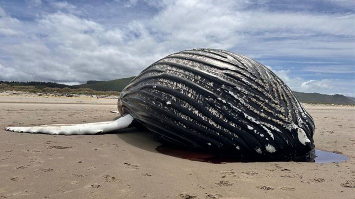Yeni tür dev deniz canlısı keşfedildi