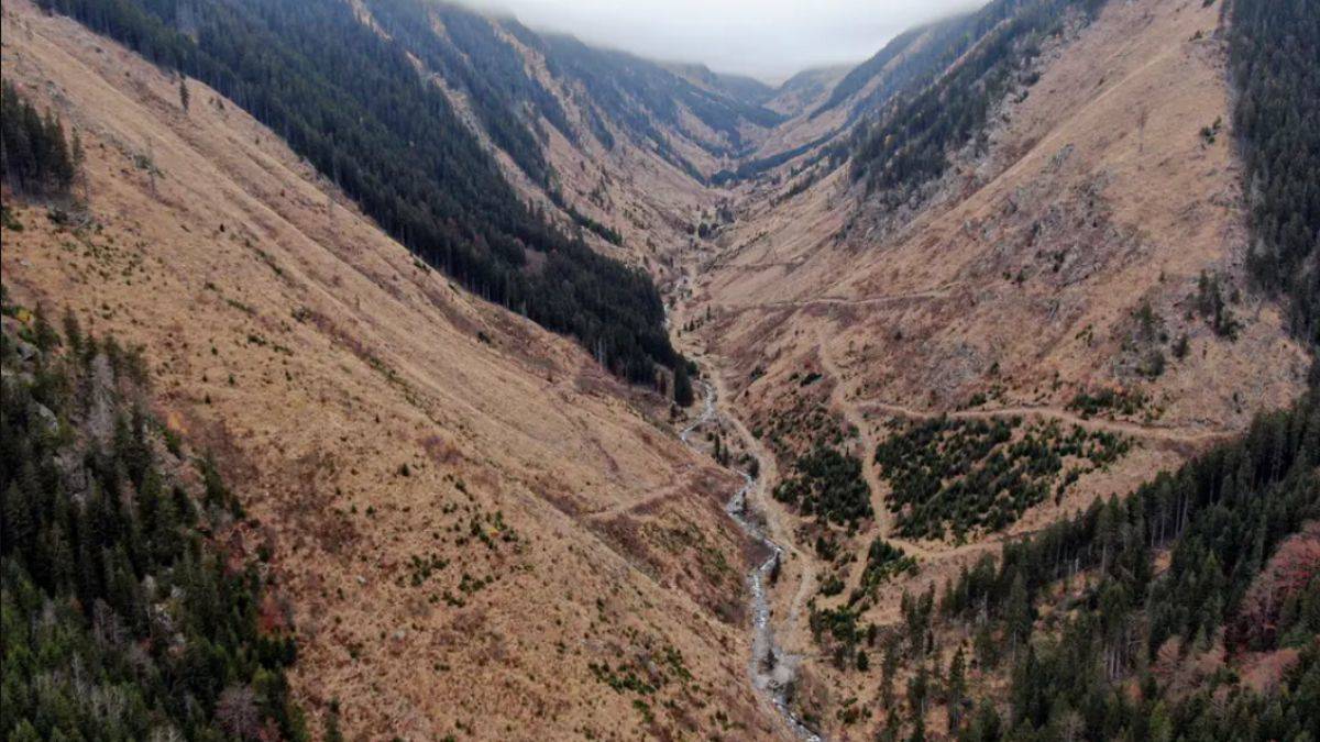 IKEA, Romanya ormanlarını yok ediyor