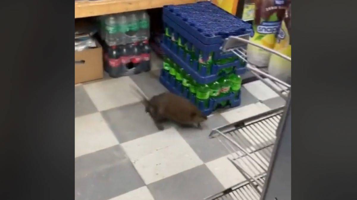 New York'taki markette dev fareler