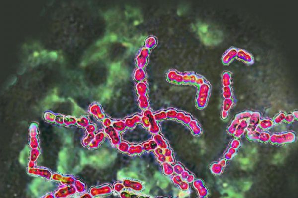 ''Rekor seviyeye'' çıktı! Japonya'da ''et yiyen'' bakterisi paniği