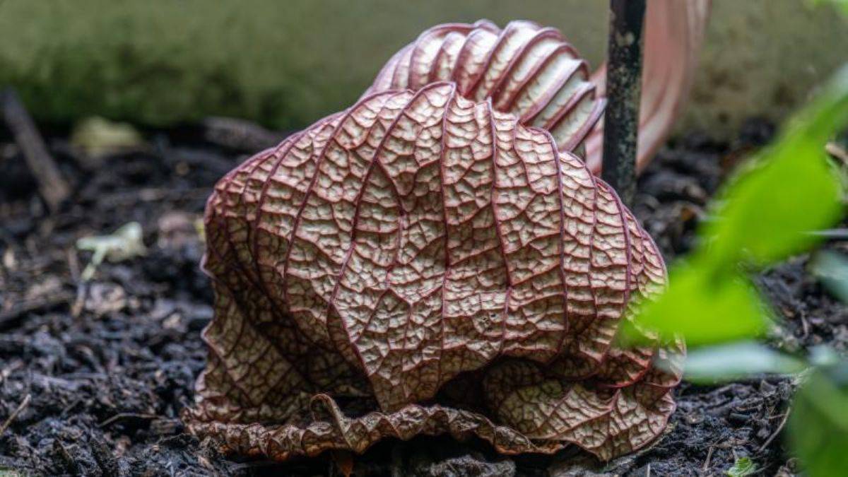 Dünyanın en kötü kokulu çiçekleri aynı anda açtı