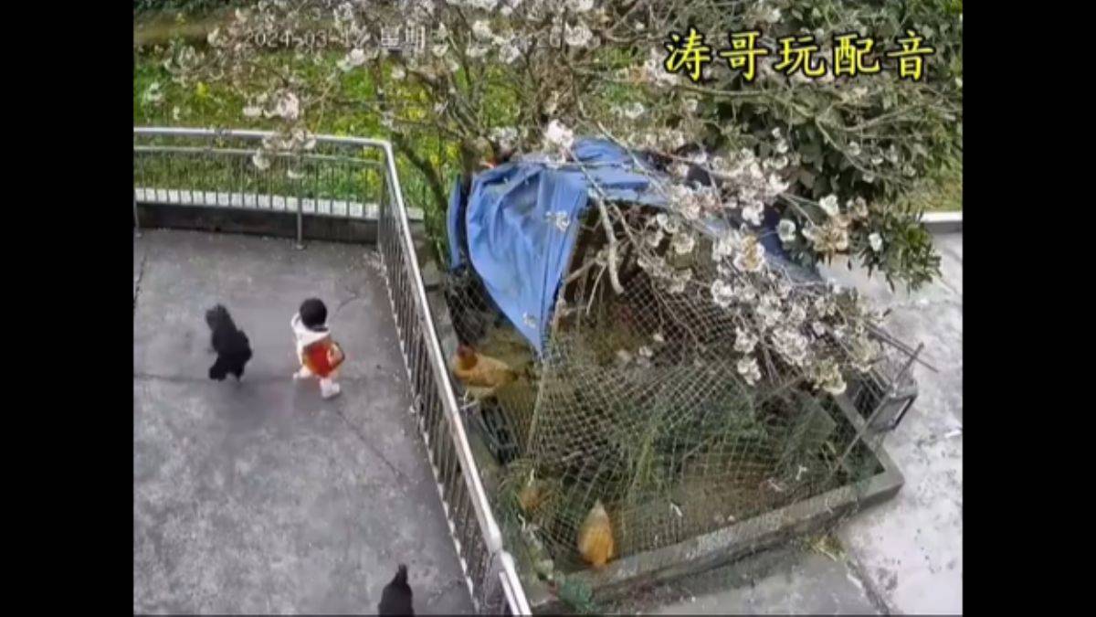 Çocuklarına saldıran horozu kesip yediler